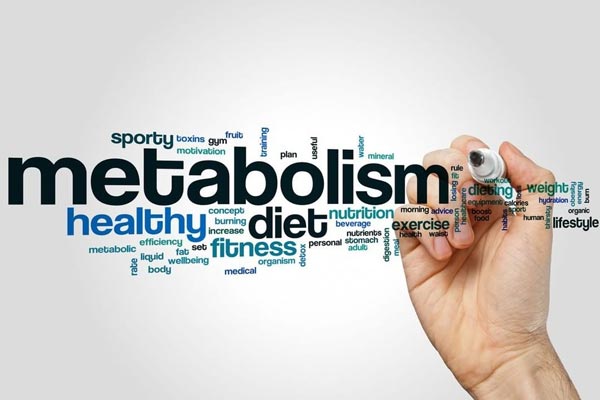 Several Factors Of The Metabolism