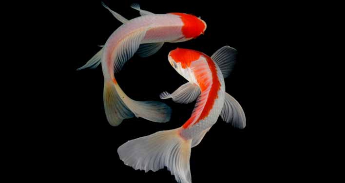 What Is Special About Koi